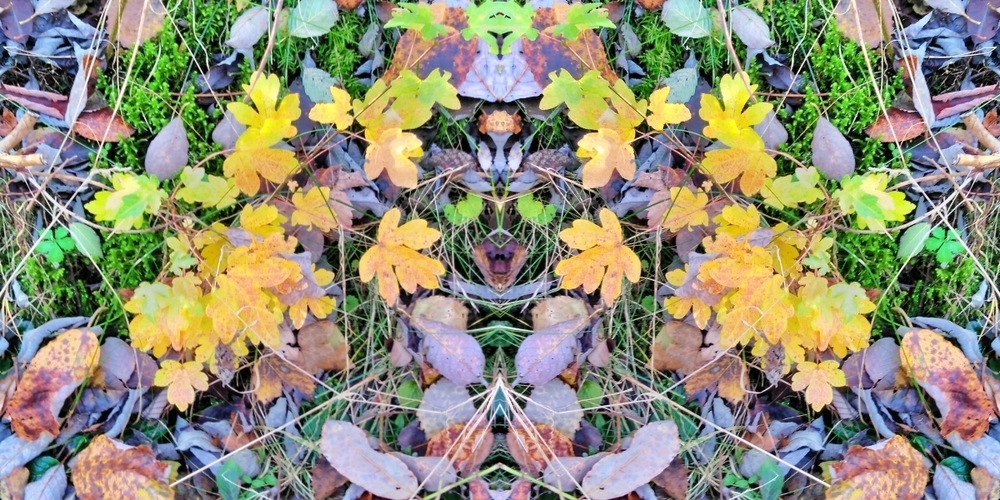 Der Spätherbst ist auch im Naturgarten angekommen.