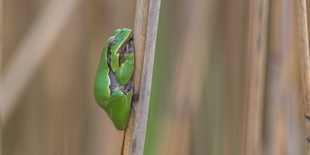 Nicht nur der Laubfrosch soll künftig im Naturschutzgebiet Mösli besseren Lebensraum vorfinden.