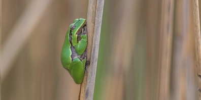 Nicht nur der Laubfrosch soll künftig im Naturschutzgebiet Mösli besseren Lebensraum vorfinden.