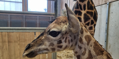 Es ist ein Mädchen! Das Giraffenbaby erblickte am Montag das Licht der Welt. 