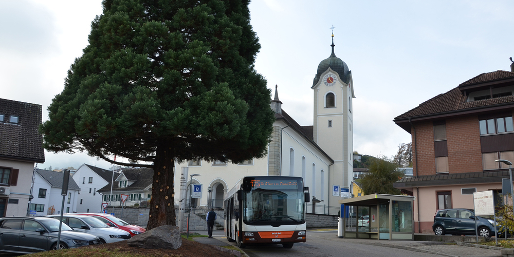Der Baum auf dem Wollerauer Dorfplatz wurde auf den unteren drei Metern zurückgeschnitten.