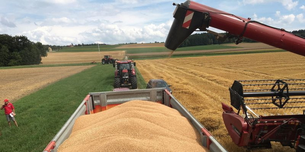Die Brotgetreideernte 2024 wurde vom kühlen und nassen Wetter negativ beeinflusst. (Symbolbild)