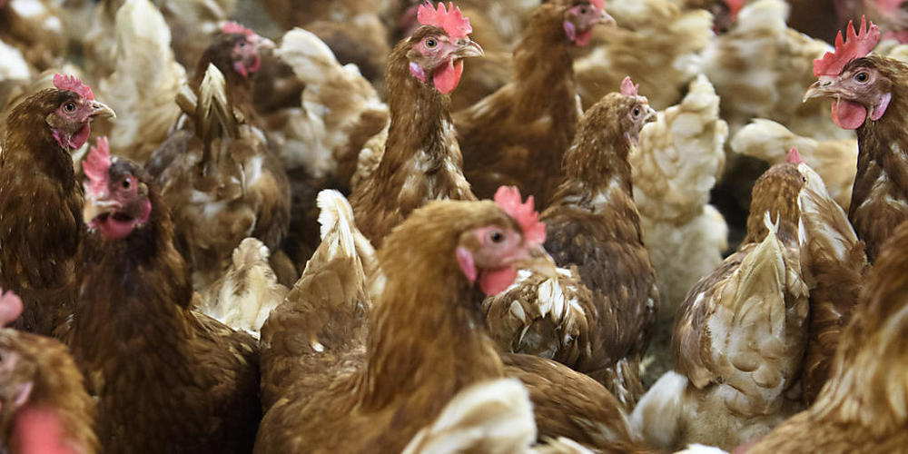 Hühner in einem Landwirtschaftsbetrieb: Geflügel und Gänse sollen wegen des Virus getrennt von Hühnern gehalten werden. (Archivbild)