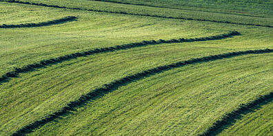 ARCHIV - Geschnittenes Gras liegt auf einer gemähten Wiese. Foto: Armin Weigel/dpa