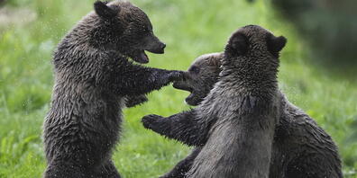 Grizzly-Bär-Junge sind putzig, aber der Schutzinstinkt ihrer riesigen Mütter kann Menschen, die ihnen zu nahe kommen, das Leben kosten.