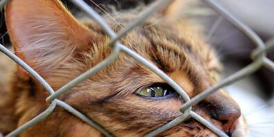 Nur weil eine Katze gehbehindert ist, muss sie nicht eingesperrt werden: Die Gefahr eines Unfalls besteht auch für gesunde Tiere, hält das Verwaltungsgericht fest. (Symbolbild)