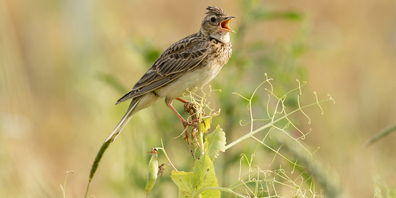 Früher typische, häufige Kulturlandvögel wie beispielsweise die Feldlerche, sind heute weitgehend verschwunden. 