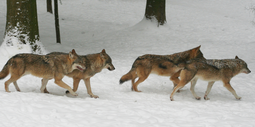 Die Jungwölfe des Kärpfrudels im Glarnerland dürfen nicht abgeschossen werden, entschied das Bundesamt für Umwelt.