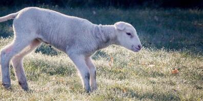 Weidetiere wie Schafe, Pferde und Rinder fördern die Käfervielfalt, wie aus einer Untersuchung im Nordschwarzwald hervorging. (Themenbild)