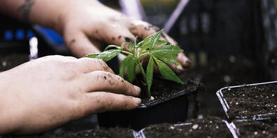 Der Anbau und der Handel von Cannabis sollen reguliert werden. Dieser Meinung sind beide Parlamentskommissionen. Nun beginnen die konkreten Gesetzesarbeiten. (Themenbild)