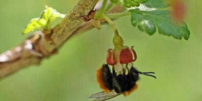 Die auffällig gefärbte Fuchsrote Lockensandbiene kommt auch in Zürcher Gärten vor.