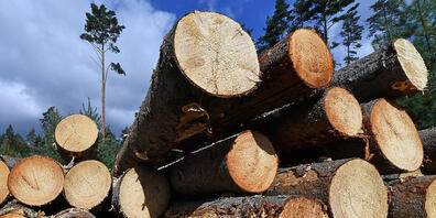 Holzforscher haben den nachwachsenden Rohstoff in einem mehrstufigen Verfahren so behandelt, dass er sich verformen lässt. (Archivbild)