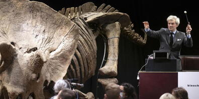 Ein 66 Millionen Jahre altes Triceratops-Fossil ist in Paris für 66 Millionen Euro versteigert worden. Es heisst "Big John" und ist acht Meter lang.