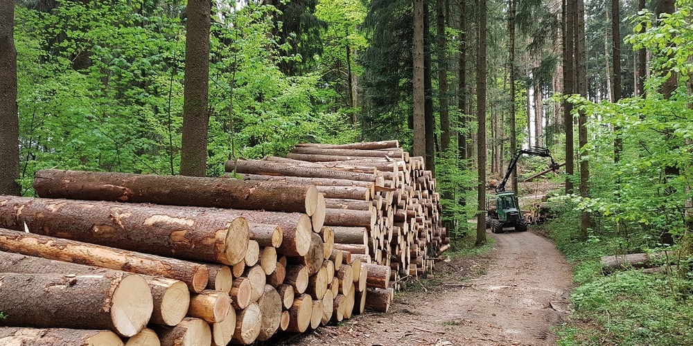 Holzschlag im Wald bei Gams.