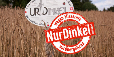 Trotz eingeleiteter Massnahmen wird der Schweizer UrDinkel knapp.