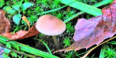 Gefallenes Laub und herausragende Pilze – auch im Naturwaldgarten ist der Herbst angekommen.