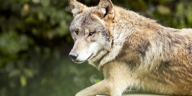 Ein Wolf lebt in den jurassischen Wäldern (Symbolbild).