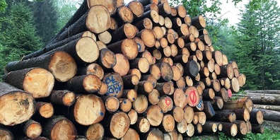 Illegal gefälltes Holz und daraus hergestellte Produkte sind seit dem 1. Januar auf dem Schweizer Markt verboten.