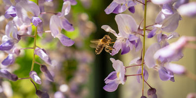 Mit Kartierungen in den Reben konnten rund 120 Wildbienenarten nachgewiesen werden. (Archivbild)