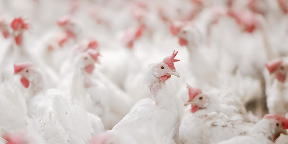 Legehennen in einem einem Hühnerstall. (Symbolbild)