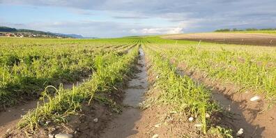 "Geschreddertes" Rüeblifeld im Schweizer Mittelland nach einem sommerlichen Hagelzug.