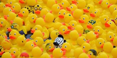 Von einem Containerschiff ins Meer gelangte Plastik-Badeenten leisten der Forschung wertvolle Dienste. (Archivbild)