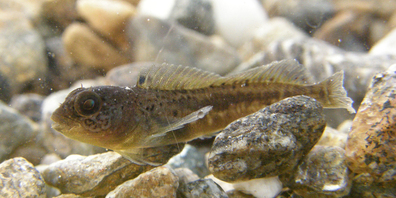 Die meisten Tierversuche im Kanton Schwyz betreffen Fische.