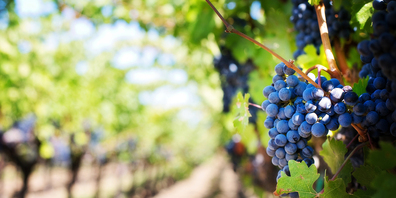 Der biologische Weinanbau wird in der Schweiz immer beliebter.