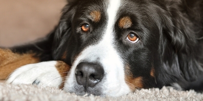 Ist Ihr «Wuffi» oder «Bello» schon ordnungsgemäss registriert?