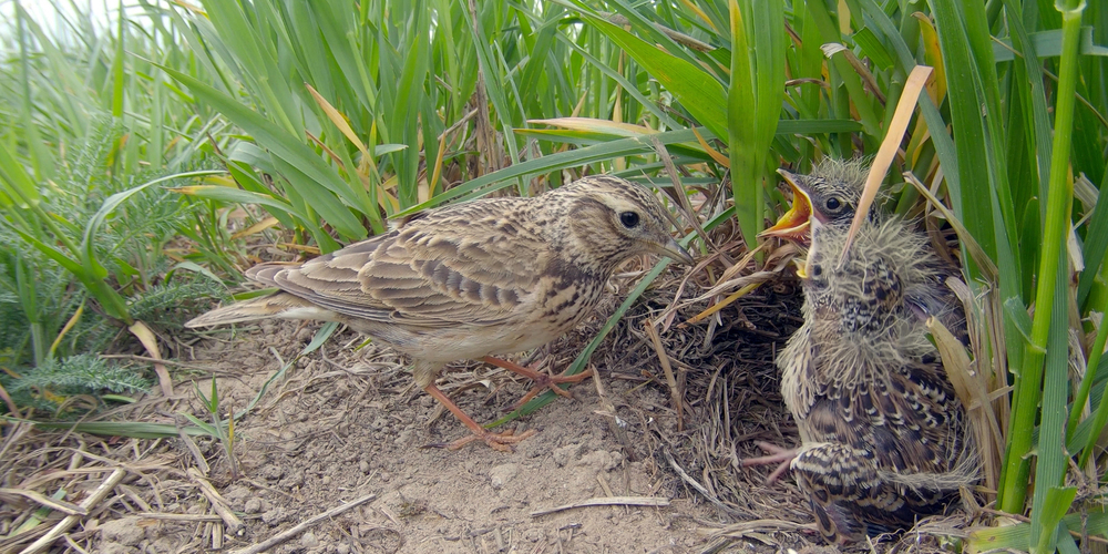 Feldlerchen brüten am Boden von Äckern und Wiesen – ihre Jungen werden in Rekordzeit flügge. 