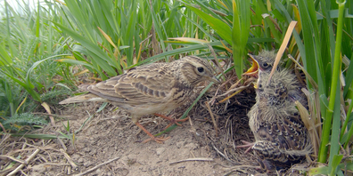 Feldlerchen brüten am Boden von Äckern und Wiesen – ihre Jungen werden in Rekordzeit flügge. 
