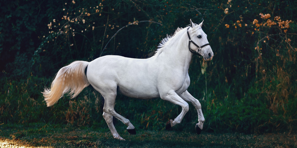 Das ausgebrochene Pferd verletzte eine 68-jährige Frau erheblich. (Symbolbild)