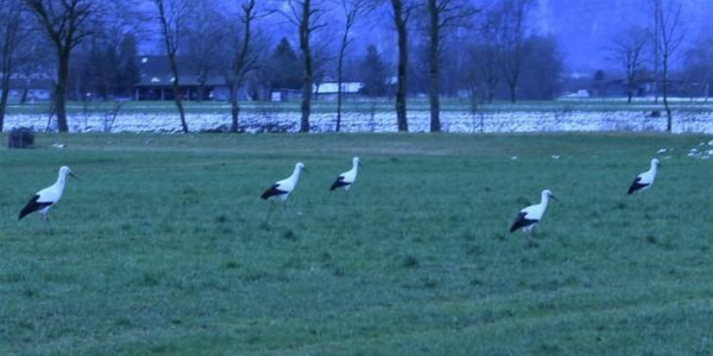 Trotz kälte und nässe bleiben die Störche im Rheintal