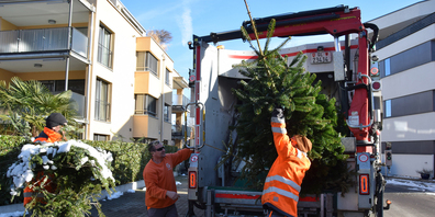 Als Christbäume haben sie ausgedient, die nadelnden Tannen werden verhäckselt. Im Bild (v. l.) Joel Tarares, Marcel Lanz und Bernhard Mächler.