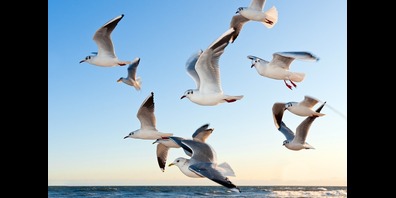 Die Seevögel beobachten.