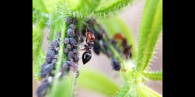 Im Seemuseum auf audiovisuelle Entdeckungsreise zum Ausstellungsthema "Am Bach – die unbekannte Natur von nebenan".