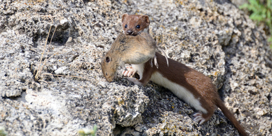 Das Mauswiesel ist das kleinste Raubtier der Welt und in der Schweiz auf der Roten Liste der bedrohten Tierarten.