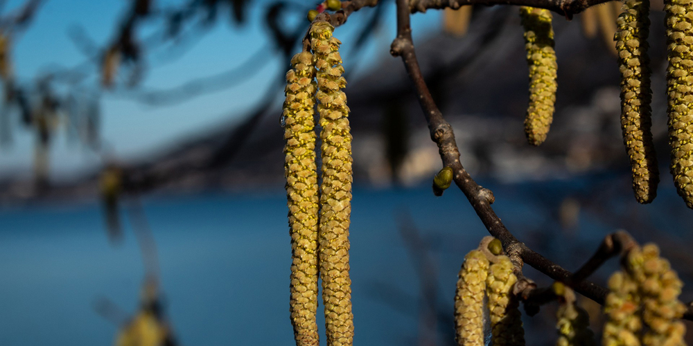 Haselkätzchen: Die Pollen von Haselstauden sind bereits sehr früh im Jahr unterwegs. 