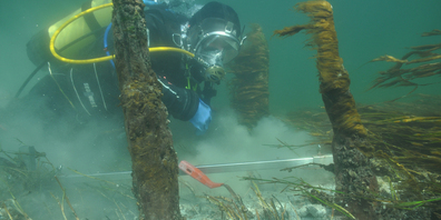 Tauchkampagne 2014 beim Orkopf. 
