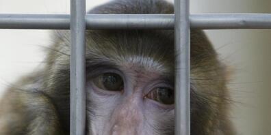 Ein SVP-Kantonsrat wollte den Einfluss von Tierschutzorganisationen einschränken, hatte damit aber keine Chance. Auslöser war ein Primatenversuch, der durch einen Rekurs blockiert wurde. (Symbolbild)