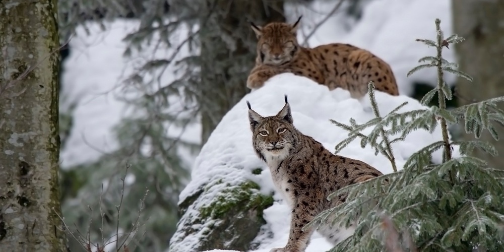Ein Luchs in der Region zu haben ist nicht unwahrscheinlich. (Archivbild)