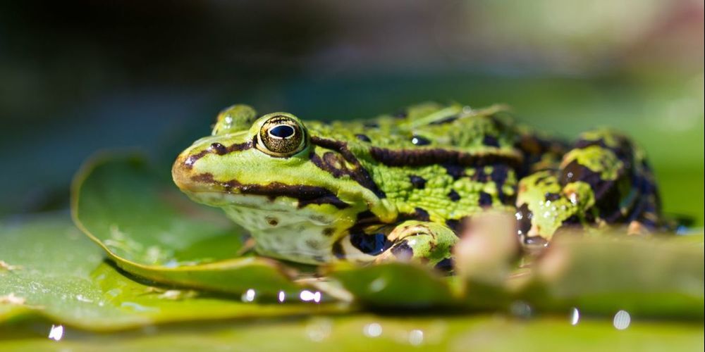 In Bälde beginnt wieder die Zeit, in der Scharen von Amphibien auf dem Weg zu ihren Laichplätzen die Strassen überqueren.
