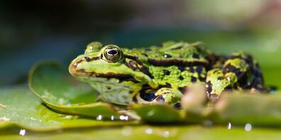 In Bälde beginnt wieder die Zeit, in der Scharen von Amphibien auf dem Weg zu ihren Laichplätzen die Strassen überqueren.
