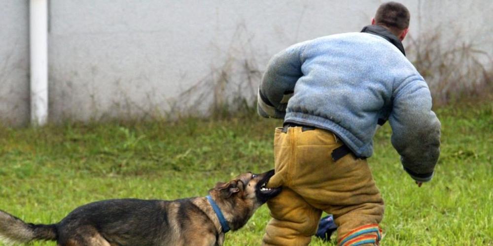 So könnte es ausgesehen haben in Schaffhausen. (Archivbild: Ein Polizeihund der Zuger Polizei schnappt einen mit Schutzkleidung versehenen Beamten, der den fliehenden Verbrecher mimt)