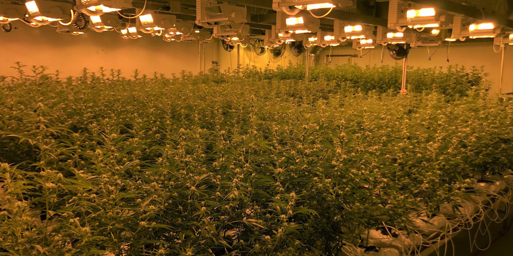 Die Indoor-Hanfanlage in Ried-Muotathal. 