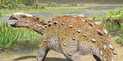 Eine künstlerische Darstellung des Panzer-Dinosauriers Stegouros elengassen. (Handout Nature)