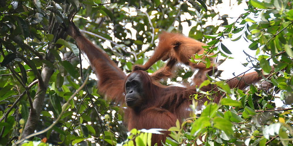 Eine Aufnahme von Orang-Utans im Norden der Insel Sumatra: In der freien Wildbahn leben Orang-Utans vor allem auf Bäumen - ein Lebensraum, der sich nur schlecht für Purzelbäume eignet.
