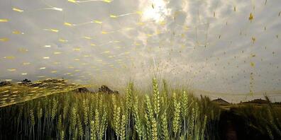 Gentechnisch verändertes Weizenfeld: Der Ständerat möchte die Genomeditierung von der Verlängerung des Gentech-Moratoriums ausschliessen. (Themenbild)