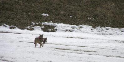 Ein Wolf rennt mit den Überresten von gerissenem Wild über eine verschneite Wiese bei Quinto. Archivbild
