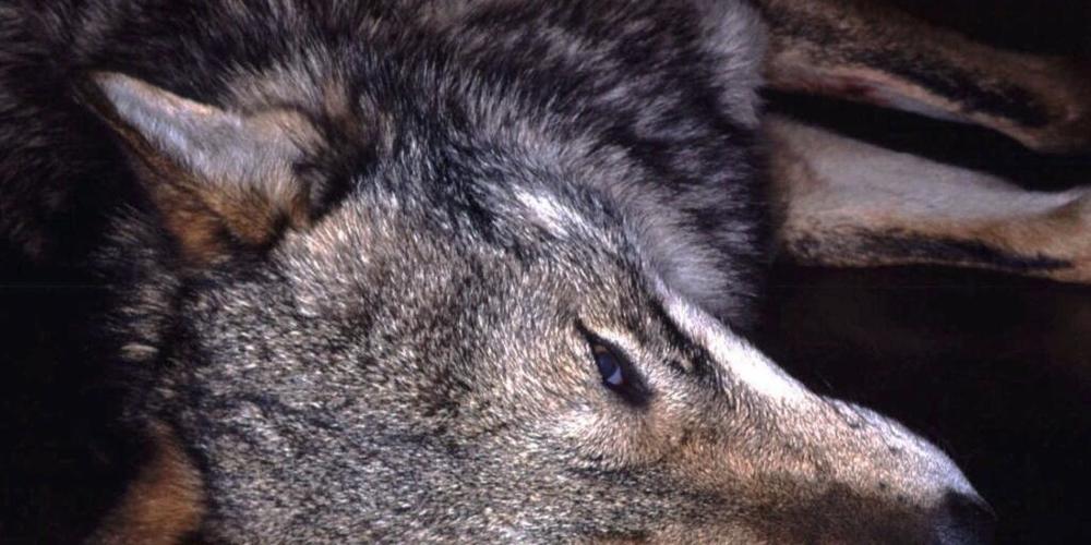 Der im Pfynwald im Wallis tot aufgefundene Wolf ist offenbar von einem Fahrzeug erfasst und dabei getötet worden. (Archivbild)